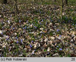 Chionodoxa sardensis (śnieżnik sardeński)