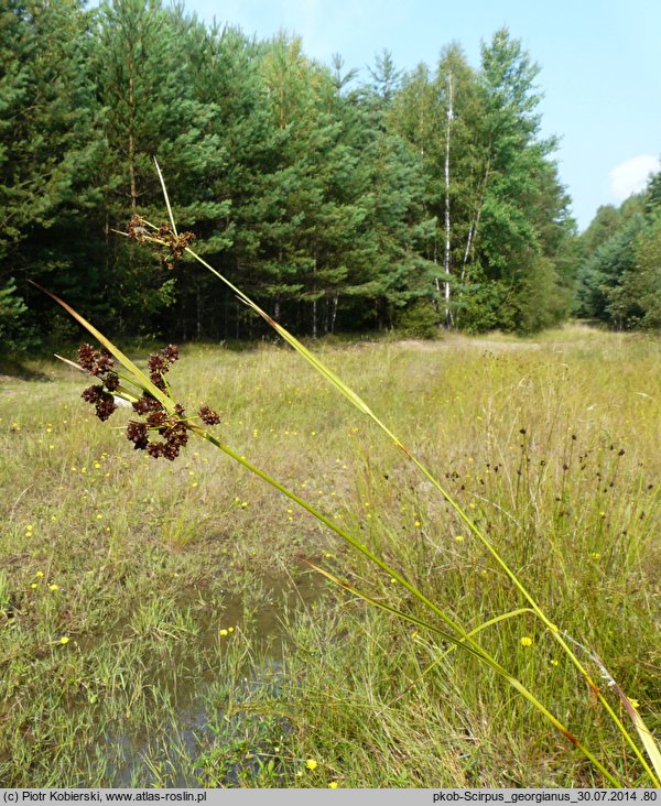 Scirpus georgianus (sitowie amerykańskie)