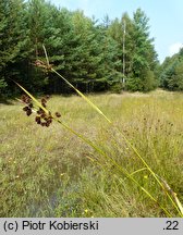 Scirpus georgianus (sitowie amerykańskie)