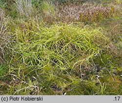 Scirpus radicans (sitowie korzenioczepne)