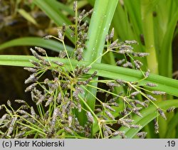 Scirpus radicans (sitowie korzenioczepne)