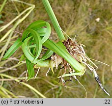 Scirpus radicans (sitowie korzenioczepne)