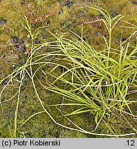 Scirpus radicans (sitowie korzenioczepne)