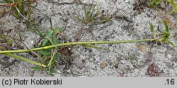 Scirpus radicans (sitowie korzenioczepne)