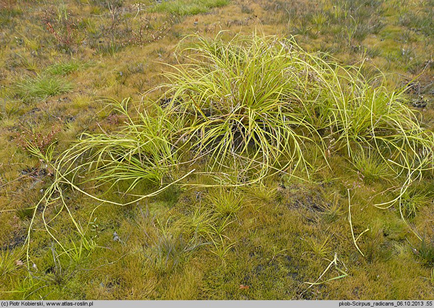 Scirpus radicans (sitowie korzenioczepne)