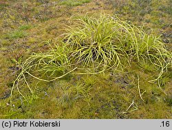 Scirpus radicans (sitowie korzenioczepne)