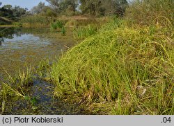 Scirpus radicans (sitowie korzenioczepne)