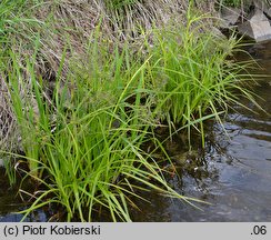 Scirpus radicans (sitowie korzenioczepne)