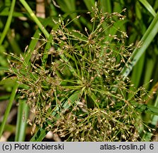 Scirpus radicans (sitowie korzenioczepne)