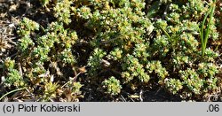 Scleranthus polycarpos (czerwiec wieloowockowy)