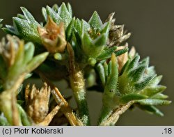 Scleranthus polycarpos (czerwiec wieloowockowy)