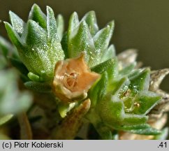 Scleranthus polycarpos (czerwiec wieloowockowy)