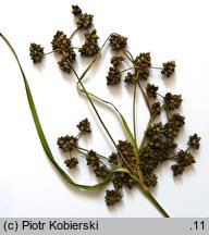 Scirpus georgianus (sitowie amerykańskie)