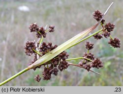 Scirpus georgianus (sitowie amerykańskie)