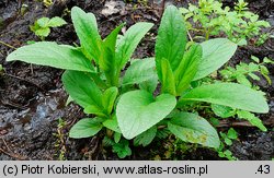 Scrophularia umbrosa (trędownik skrzydlaty)