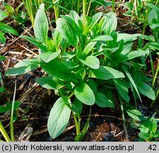 Scrophularia umbrosa (trędownik skrzydlaty)