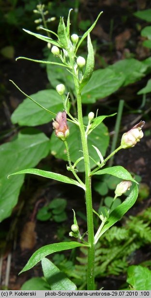 Scrophularia umbrosa