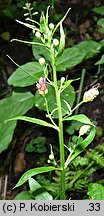 Scrophularia umbrosa