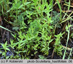 Scutellaria hastifolia (tarczyca oszczepowata)