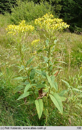 Senecio hercynicus (starzec hercyński)