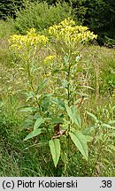 Senecio hercynicus (starzec hercyński)