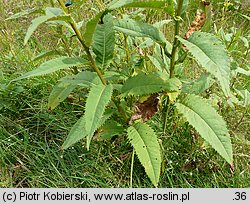 Senecio hercynicus (starzec hercyński)