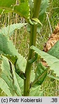 Senecio hercynicus (starzec hercyński)