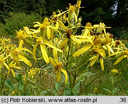 Senecio hercynicus (starzec hercyński)