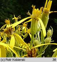 Senecio hercynicus (starzec hercyński)