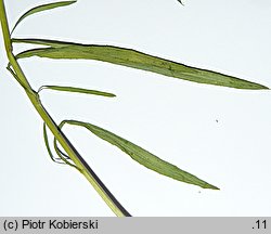 Senecio inaequidens (starzec nierównozębny)