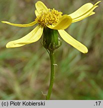 Senecio inaequidens (starzec nierównozębny)