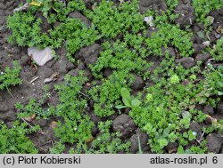 Sherardia arvensis (rolnica pospolita)