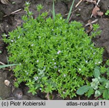 Sherardia arvensis (rolnica pospolita)