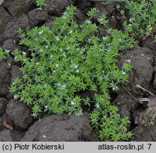 Sherardia arvensis (rolnica pospolita)