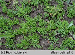 Sherardia arvensis (rolnica pospolita)