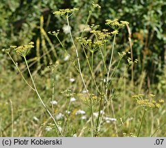 Silaum silaus (koniopłoch łąkowy)