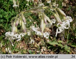 Silene nutans (lepnica zwisła)