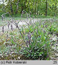 Silene nutans (lepnica zwisła)