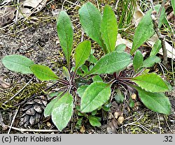 Silene nutans (lepnica zwisła)