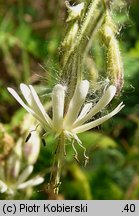 Silene nutans (lepnica zwisła)