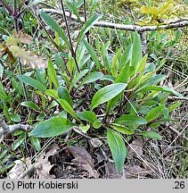 Silene nutans (lepnica zwisła)