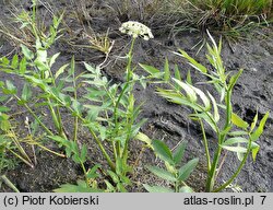 Sium latifolium (marek szerokolistny)