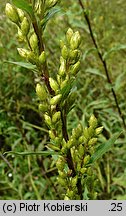 Solidago virgaurea (nawłoć pospolita)