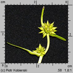 Sparganium minimum (jeżogłówka najmniejsza)