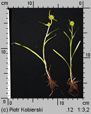 Sparganium minimum (jeżogłówka najmniejsza)