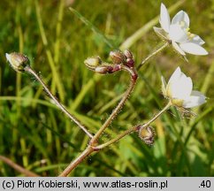 Spergula arvensis (sporek polny)