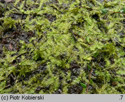 Utricularia intermedia (pływacz średni)