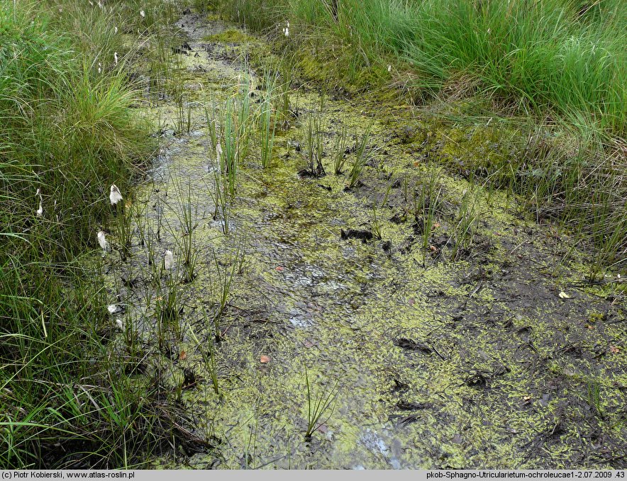 Utricularia intermedia (pływacz średni)