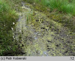 Utricularia intermedia (pływacz średni)