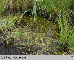 Utricularia intermedia (pływacz średni)